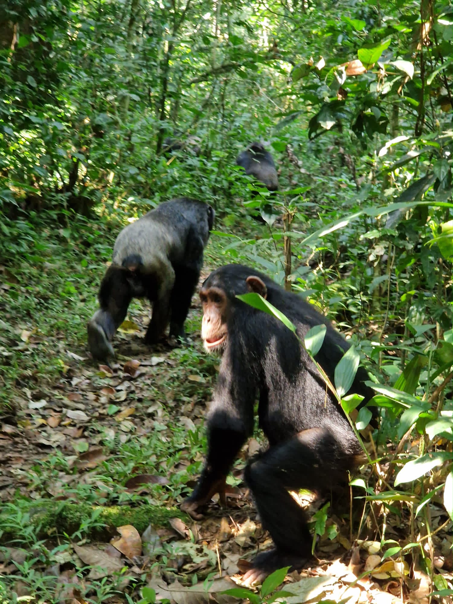 Kibale Forest National Park