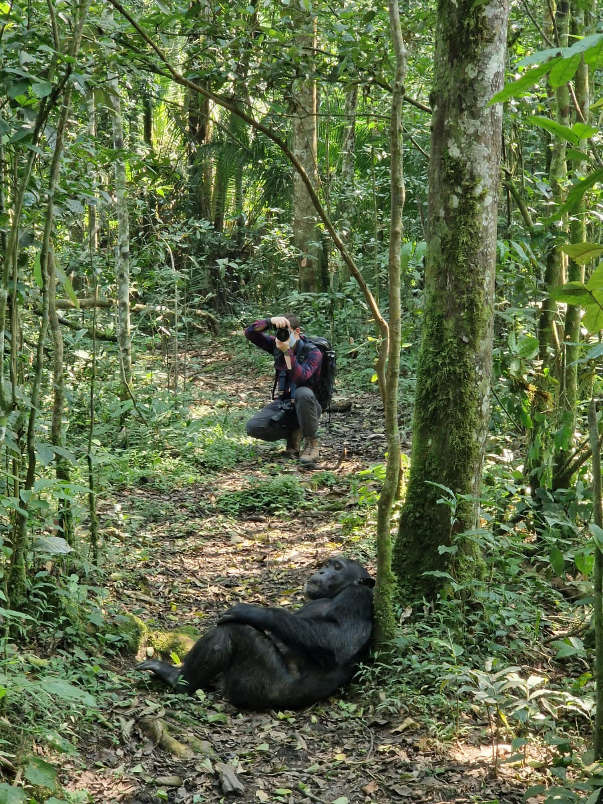 Kibale Chimpanzee Trek