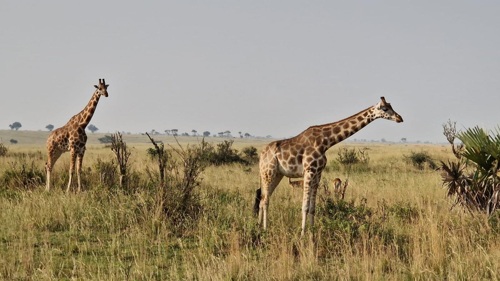Giraffes in Their Natural Habitat