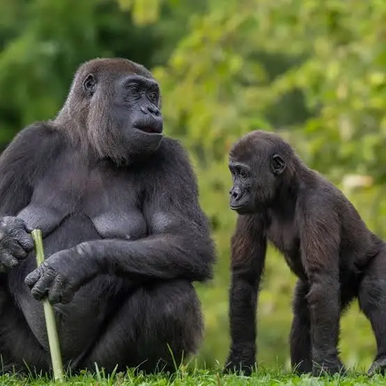 Bwindi Gorilla Encounter
