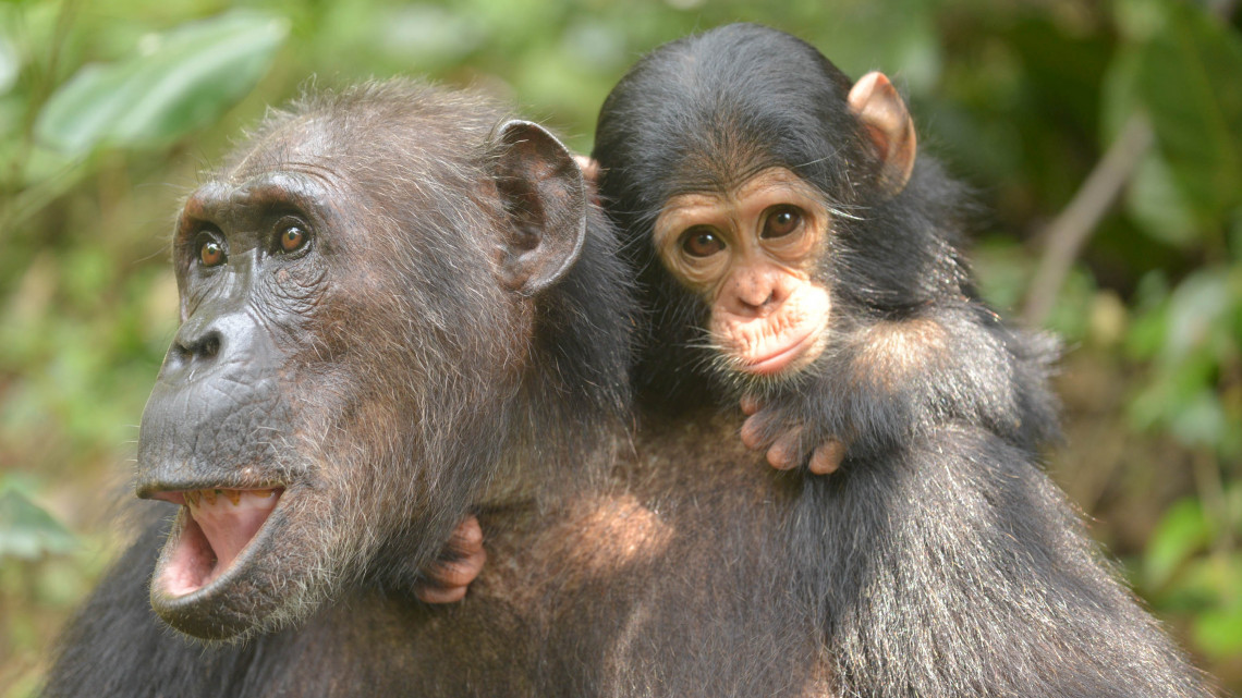 Chimpanzee Connection