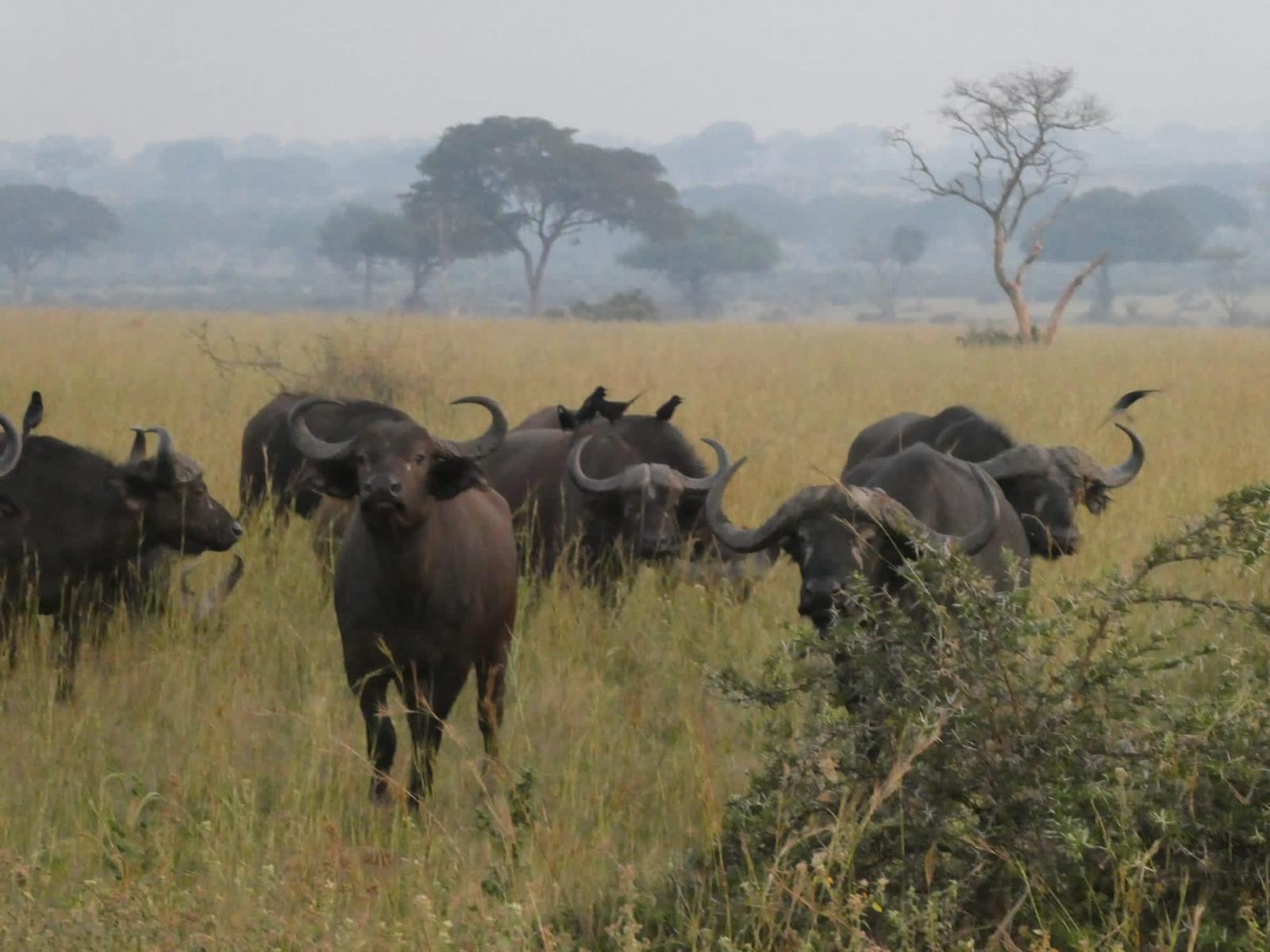 Murchison Falls & Rhino Tracking