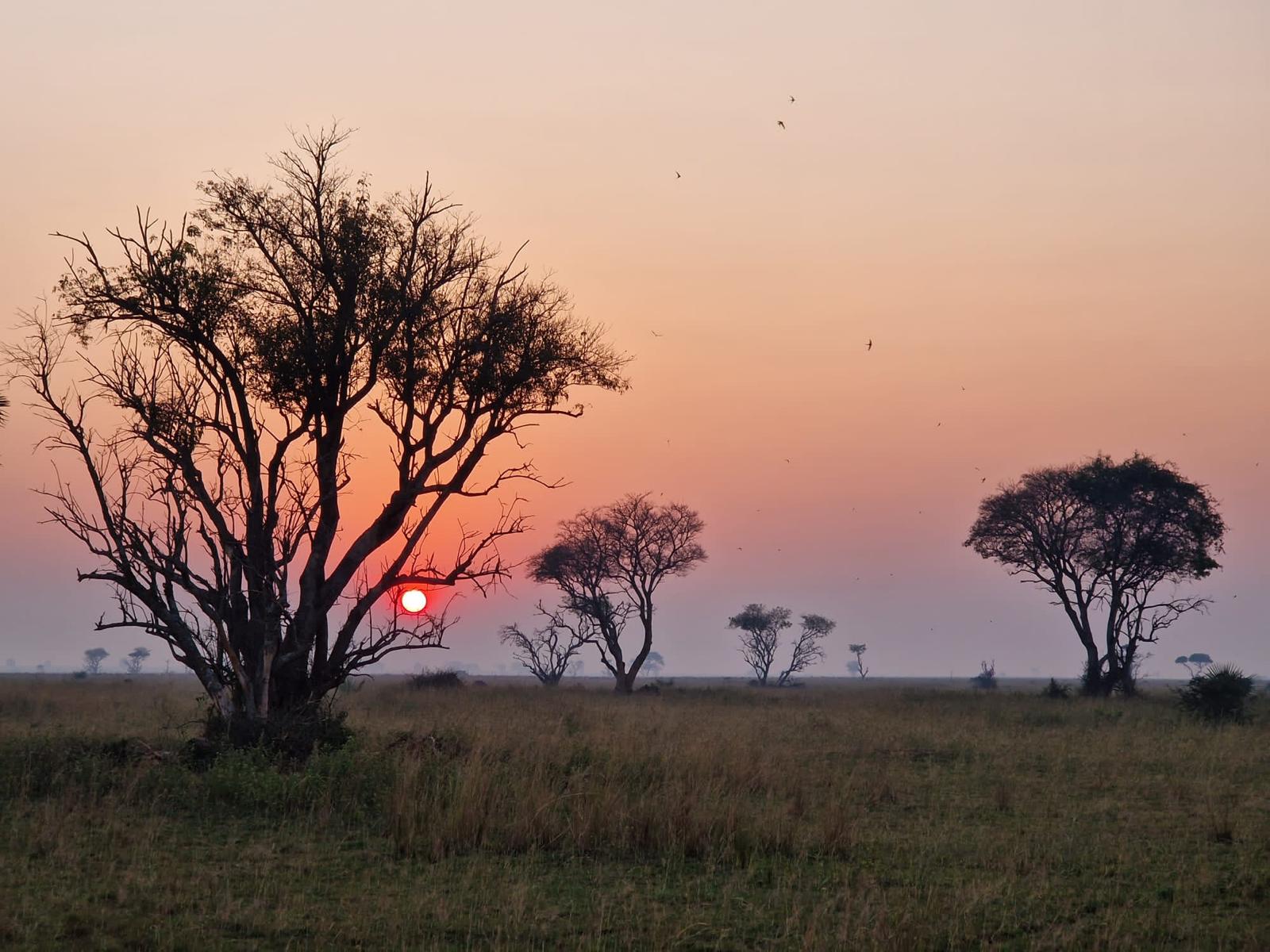 Golden Hour Acacia Trees